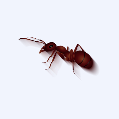灭蚂蚁